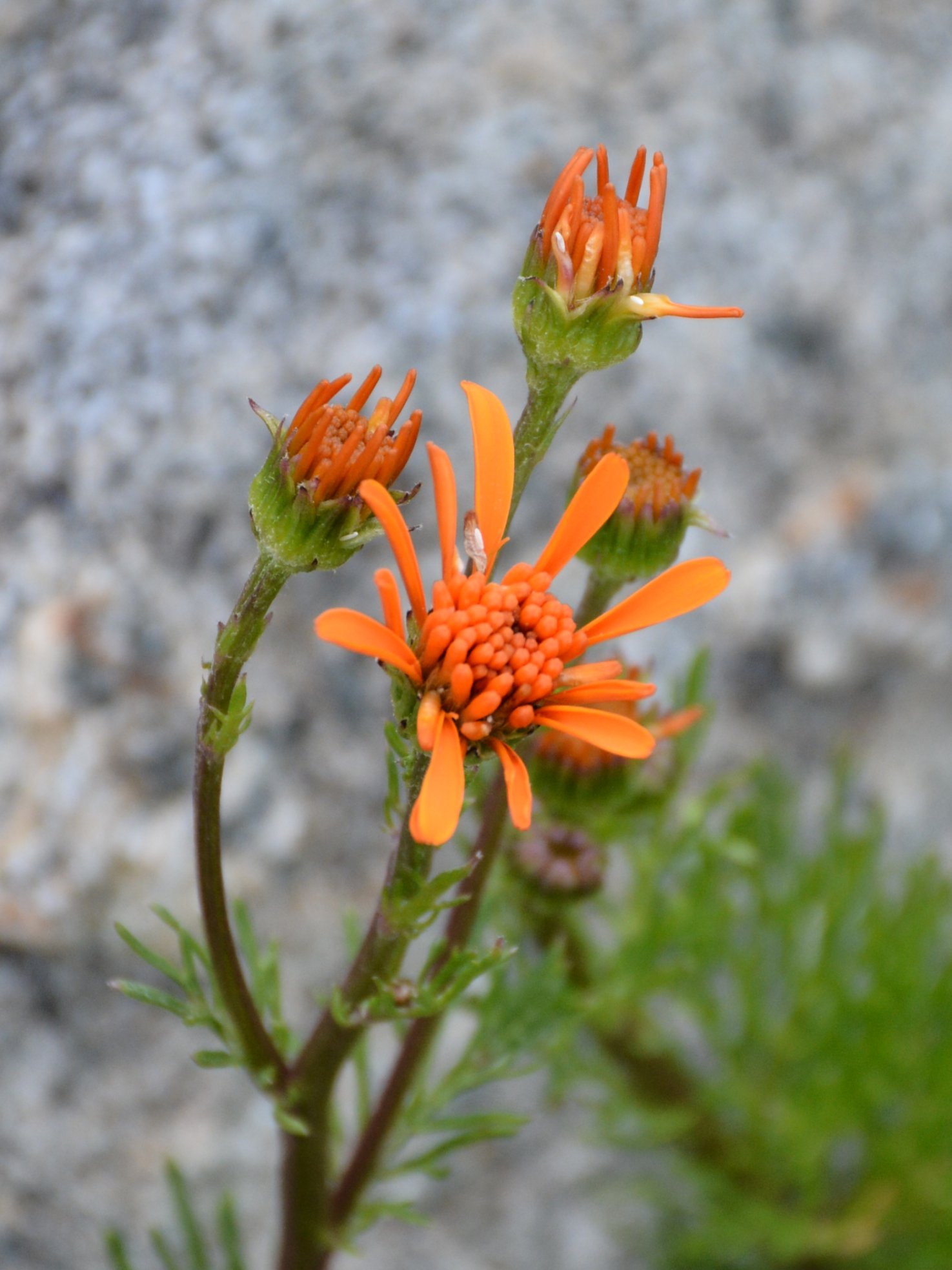 Jacobaea abrotanifolia / Senecio abrotanino